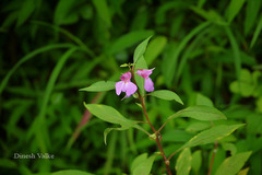 Impatiens balsamina var. rosea